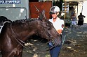 Polizeidirektion   133